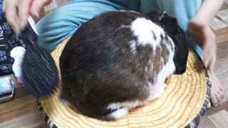 冬の湿度管理 うさぎを乾燥から守る オススメの対策は電気加湿器